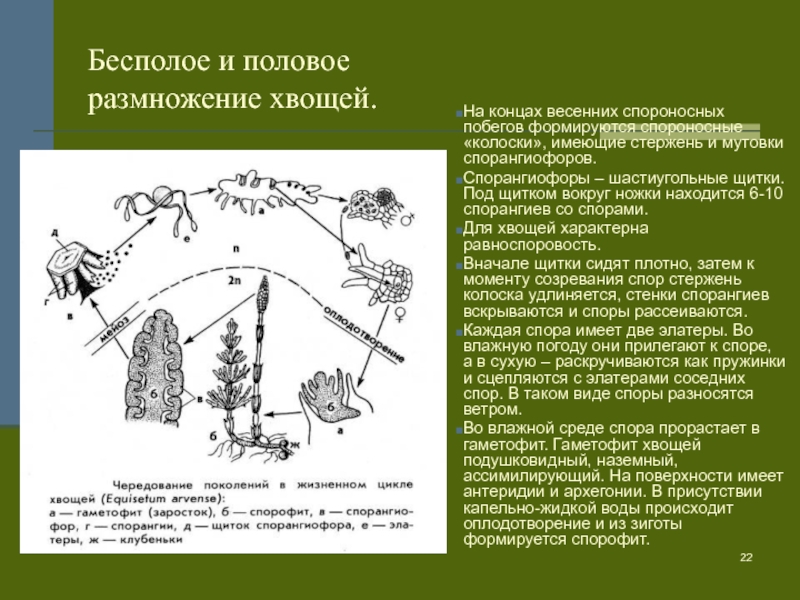 Споры у хвощей. Бесполое и половое размножение хвощей. Бесполое размножение хвощей. Размножение хвощей. Половое размножение хвощевидных.