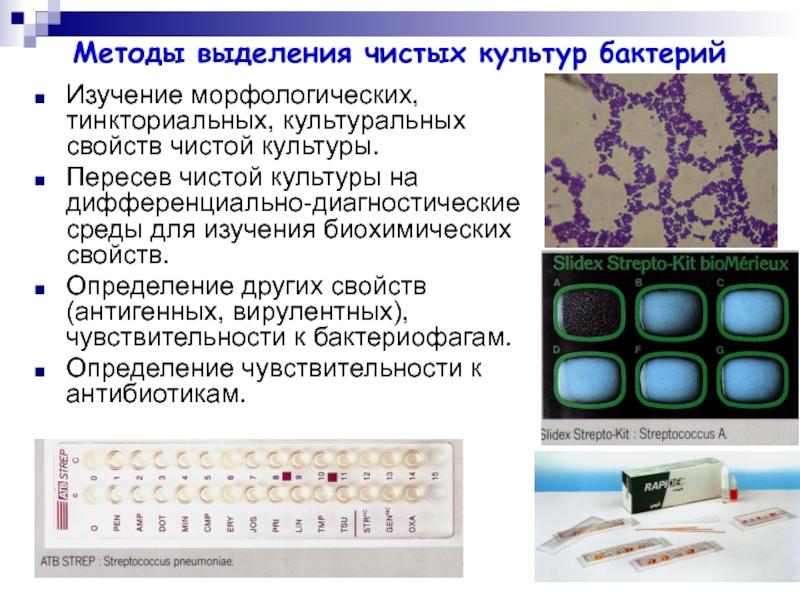 Исследования бактерий. Методы выявления чистых культур микроорганизмов. Методы выделения чистых культур бактерий. Методы выявления чистых культур бактерий. Методы выделения чистых культур микроорганизмов.