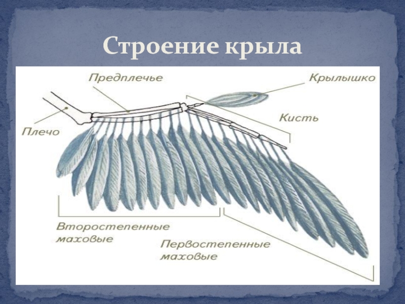 Схема строения крыла птицы