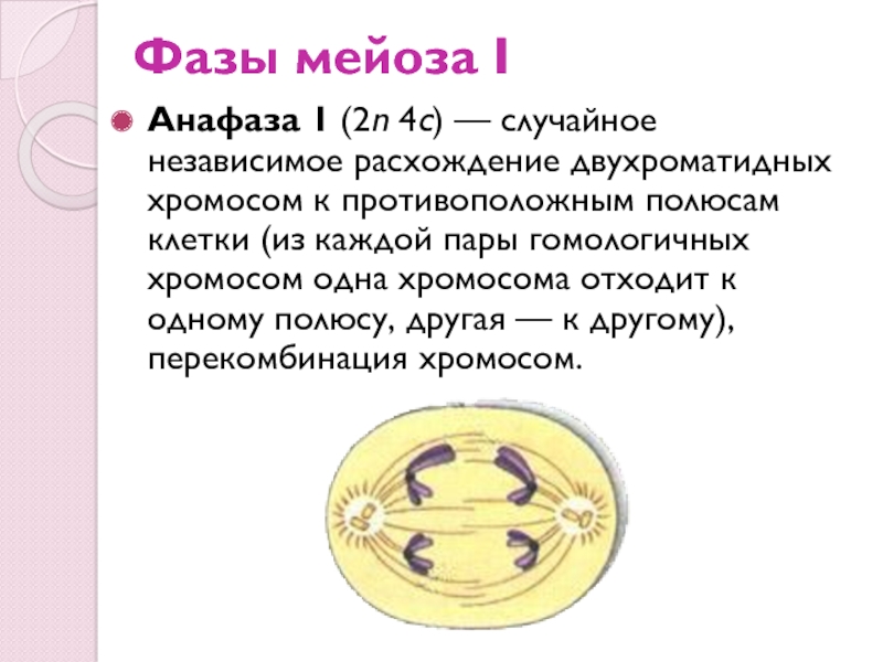 Двухроматидные хромосомы. Анафаза мейоза 1 и 2. Мейоз 1 анафаза 1. Фазы анафазы 1. Анафаза мейоза 1 4n4c.