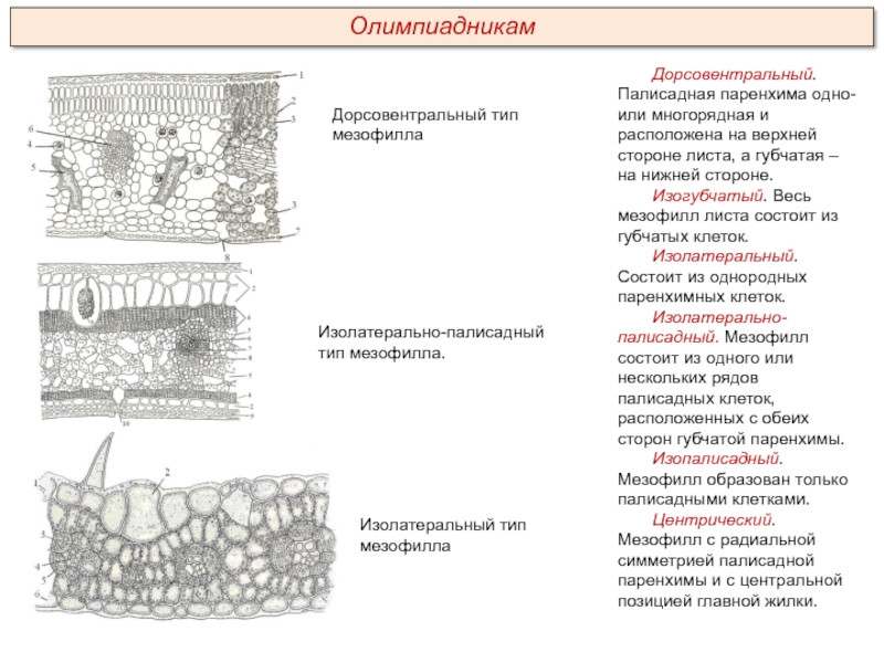 Что такое паренхима. Изолатеральный Тип мезофилла. Паренхима мезофилл строение. Ткань растения мезофилл строение. Типы строения мезофилла листа.