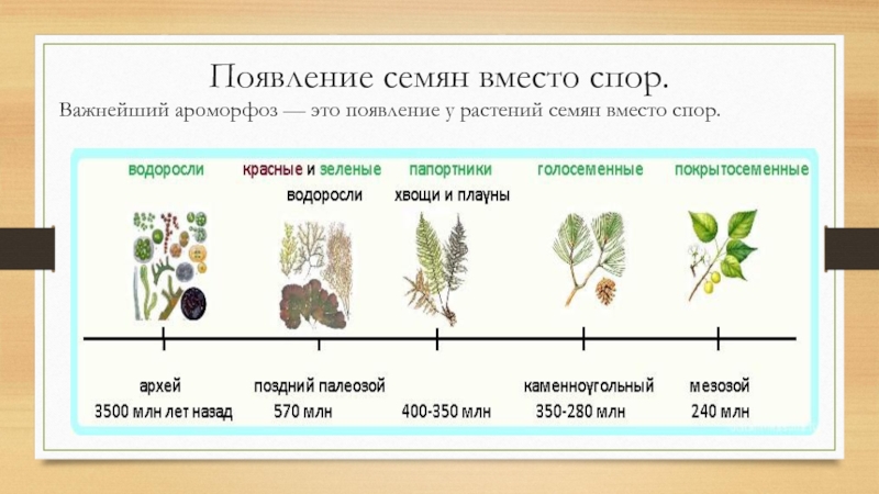 Появление семени возникновение фотосинтеза