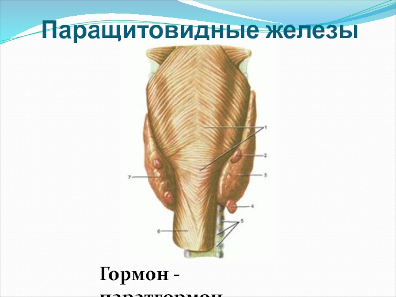 Околощитовидная железа. Околощитовидные (паращитовидные) железы животных. Паращитовидные железы у собак. Паращитовидная железа анатомия рисунок. Паращитовидные железы у животных строение.