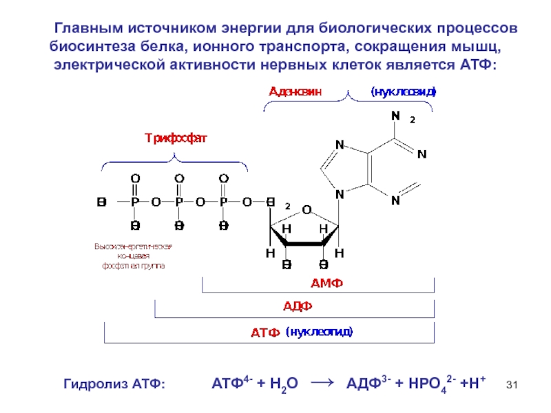 Атф является белком. Гидролиз АТФ до АДФ. Источник энергии биосинтеза. Гидролиз в биологических процессах. Полный гидролиз белков.