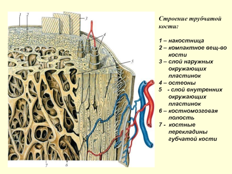 Костномозговая полость компактное вещество надкостница губчатое. Надкостница компактное вещество губчатое вещество. Микроскопическое строение трубчатой кости. Компактное и губчатое вещество трубчатой кости. Костная ткань анатомия.