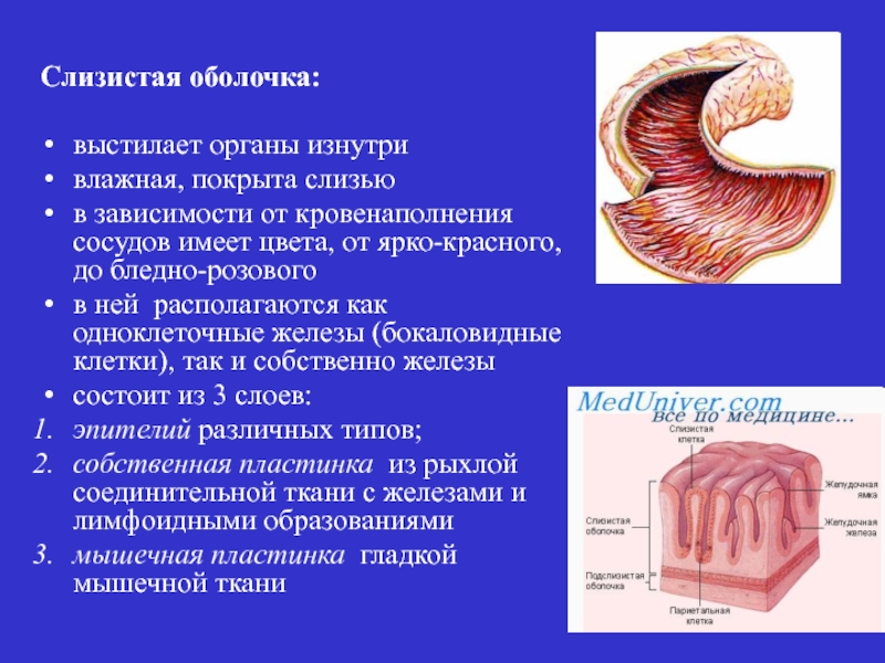 Выстилает полости органов какая ткань