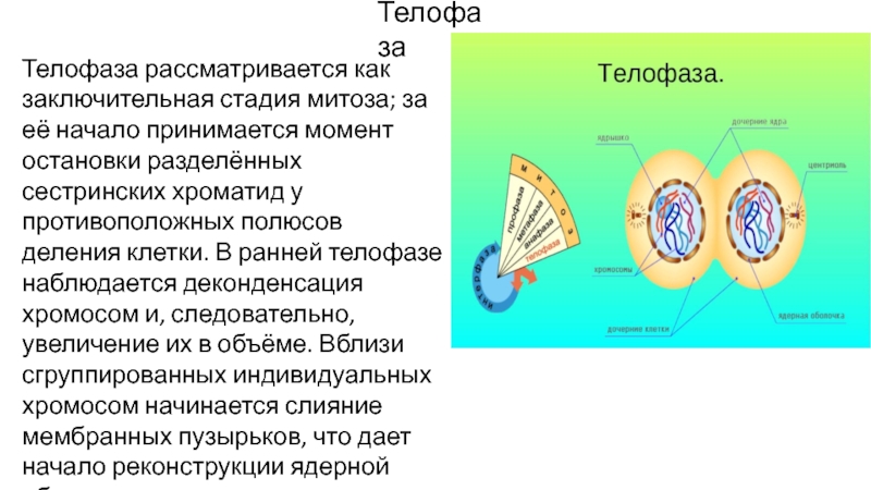 Митоз презентация 10 класс базовый уровень