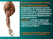 Мышцы плечевого пояса