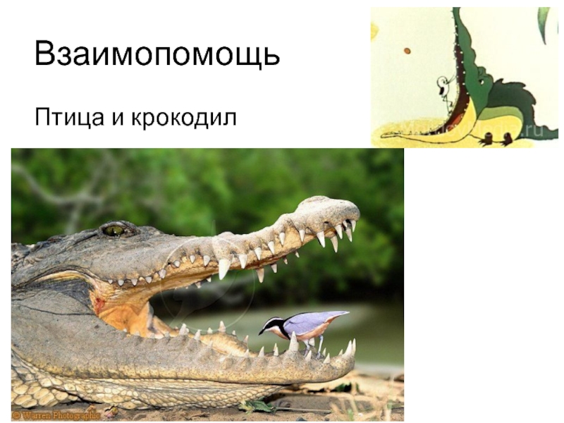 ВзаимопомощьПтица и крокодил