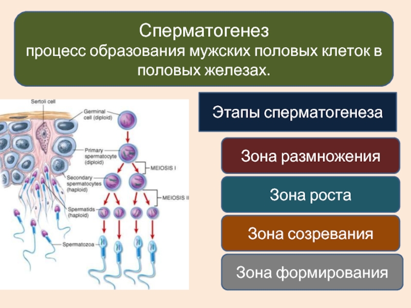 Процесс стадия сперматогенеза. Овогенез эмбриология. Сперматогенез зона размножения зона роста. Периоды сперматогенеза и овогенеза. Сперматогенез зона созревания.