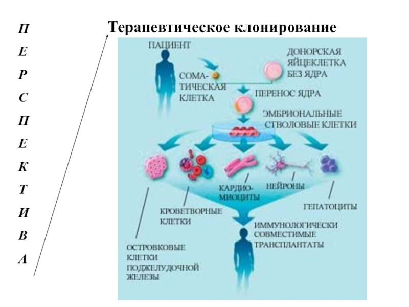 Клонирование терапевтическое схема