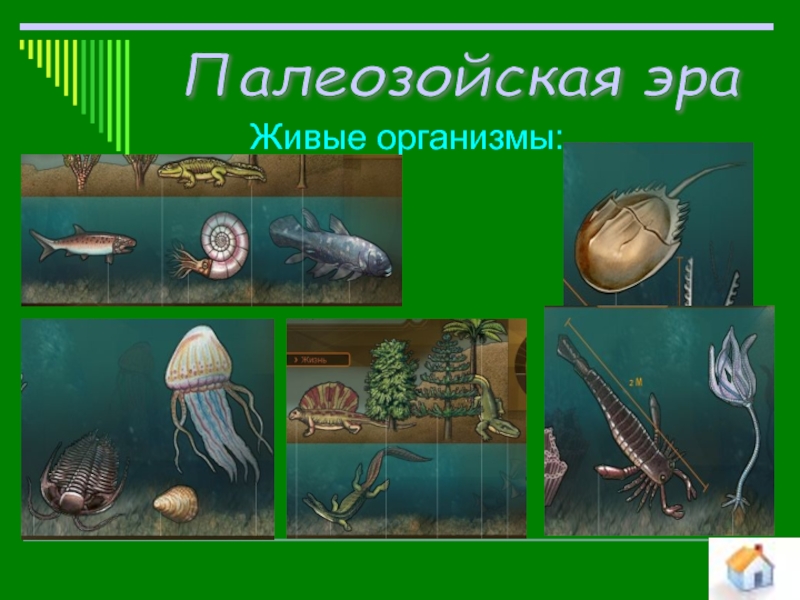 Эрам 11. Палеозойская Эра схема. Палеозой живые организмы. Живые организмы палеозойской эры. Пололезойская Эра организмы.