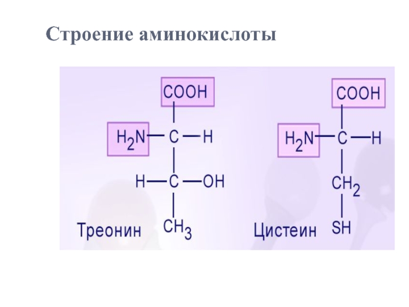 Строение аминокислоты схема