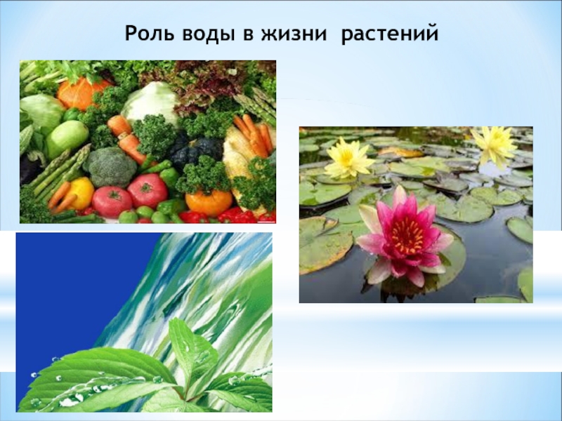 Вода в жизни растений. Роль воды для растений. Какая роль воды в жизни растений. Роль воды для растений картинки.