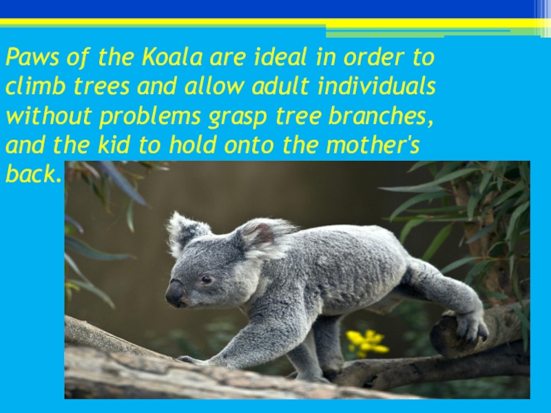 Коала перевод. Сообщение о коале. Коала презентация. Коала по английскому. Презентация про коалу на английском.