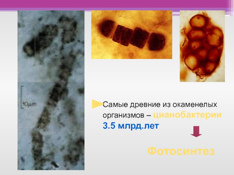 Цианобактерии наиболее древние организмы. Хемотрофы. Окаменелая беременность презентация.