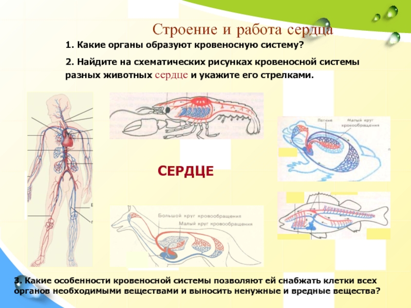 Кровеносная система органы. Особенности строения кровеносной системы. Какие органы образуют кровеносную систему. Органы кровеносной системы животных. Органы образующие системы животных.