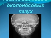 Анатомия носа и околоносовых пазух