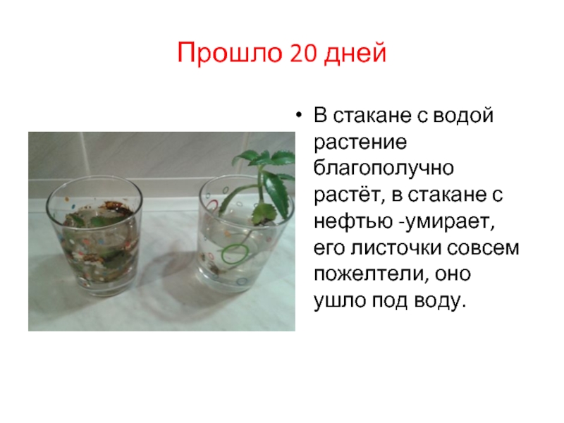 Объясните почему растение во 2 стакане завяло. Растение в стакане с водой. Опыты с водой и растениями. Опыт ветка в стакане с водой. Растение в стакане с водой опыт.