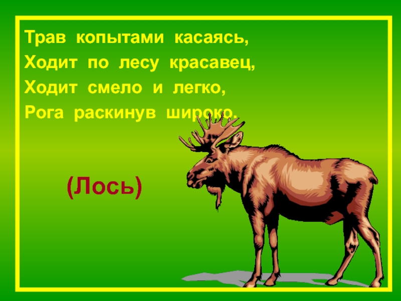 Трав копытами касаясь ходит по лесу красавец ходит смело и легко рога раскинув широко