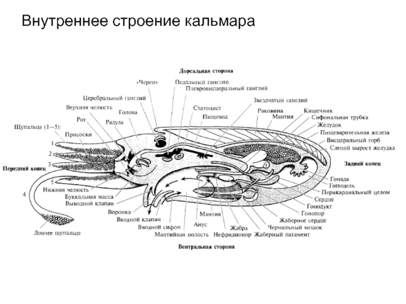 Кальмар строение тела схема