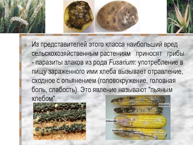 Заболевания вызванные паразитическими грибами. Дейтеромицеты грибы-паразиты. Грибы паразиты растений. Грибы паразиты представители. Паразитические грибы в сельском хозяйстве.