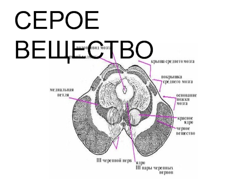 Серое вещество это. Серое вещество среднего мозга представлено. Месторасположение серого вещества. Расположение серого вещества в головном мозге. Серое вещество в голове.