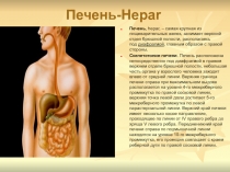 Печень- Hepar