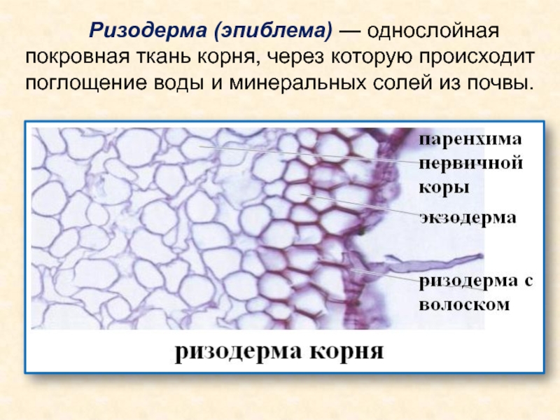 Эпиблема корня. Покровная ткань ризодерма. Эпиблема ризодерма. Ткань корня ризодерма. Ризодерма корня строение.