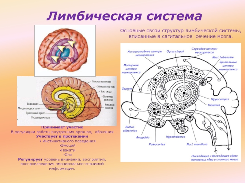 Лимбическая структура мозга. Схема лимбической системы мозга. Лимбическая система головного мозга анатомия. Строение лимбической системы головного мозга схема. Функциональная анатомия лимбической системы.