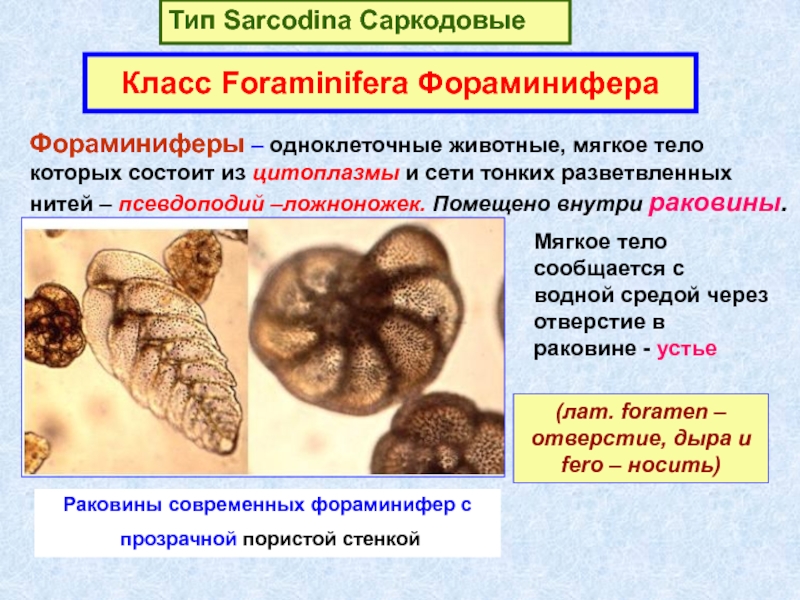 Презентация Тип Sarcodina Саркодовые
Класс Foraminifera Фораминифера
(лат. foramen –