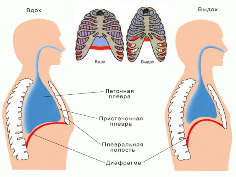 Механизм вдоха и выхода схема