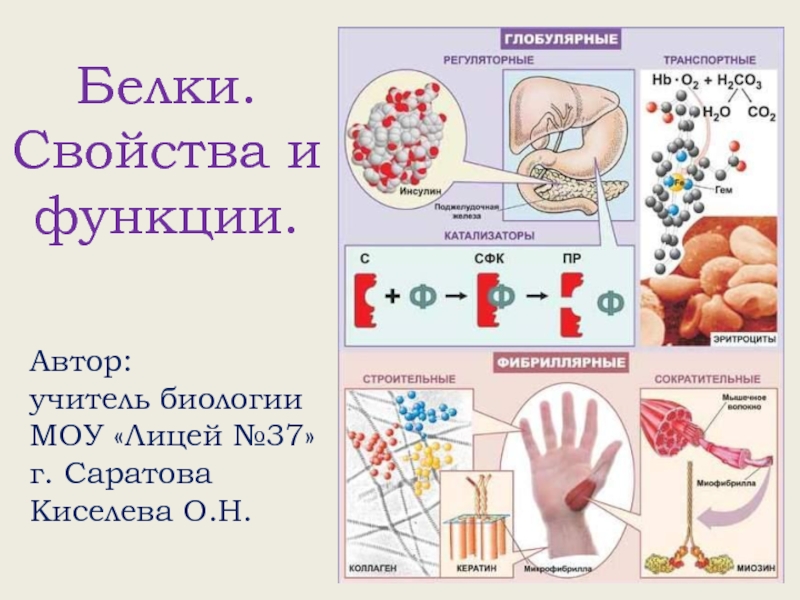 Презентация Белки (свойства и функции)