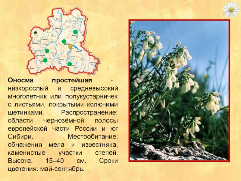 Растения красной книги липецкой области фото и названия