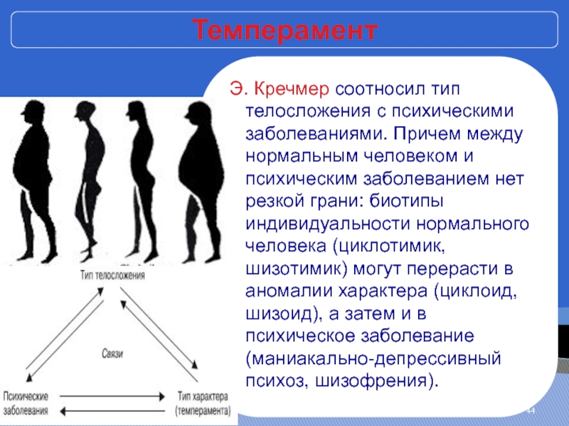 Особенности физического развития и телосложения у представителей различных видов спорта презентация