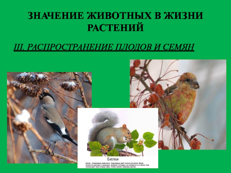 Жизнь растений 3. Значение растений в жизни животных. Значение плодов в жизни растений и животных. Значение семян в жизни животных. Значение семян растений в жизни животных;.