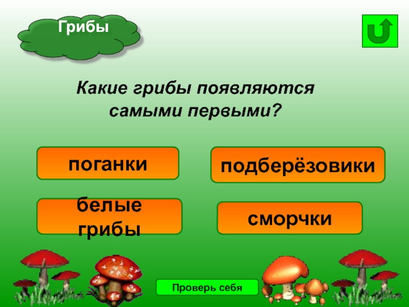 Какие классы появились. Какие грибы появляются первыми. Какие грибы появляются самыми первыми. Гриб гриб появись. Какие грибы относятся к высшим.