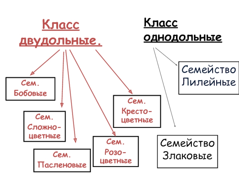 Семейства класса двудольных презентация 6 класс