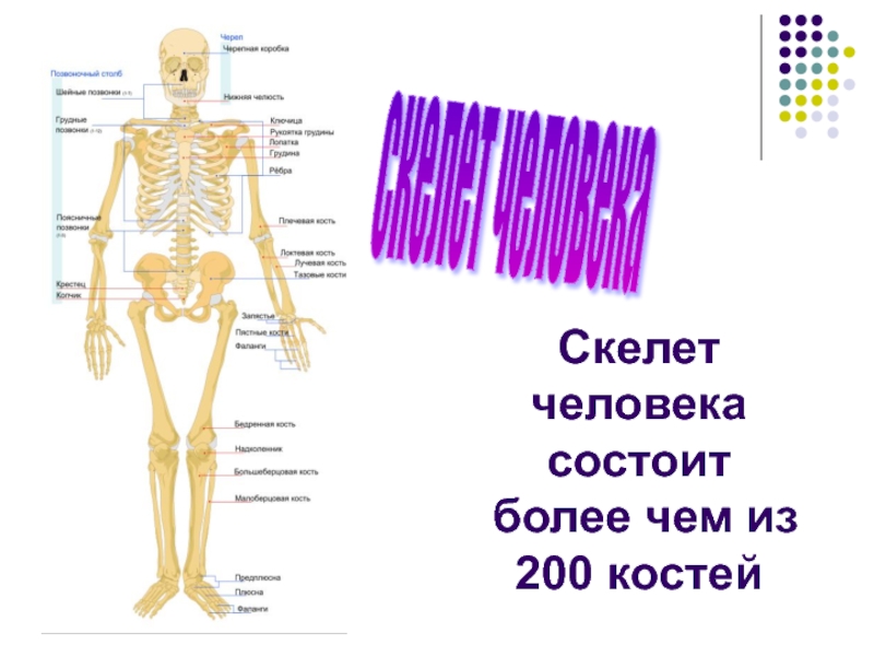 Из чего состоит скелет человека. Скелет человека состоит. Скелет человека состоит из. Скелет состоит из 200 костей.