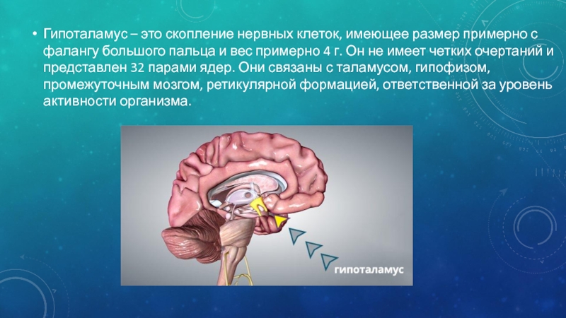 Гипоталамус это простыми словами. Гипоталамус. Гипоталамус фото. Гипоталамус презентация. Гипоталамус и его ядра.