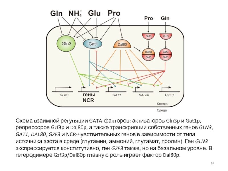 Gln. Gat0001. Р5 а5 гены схема. Gat-12h. Gln3.