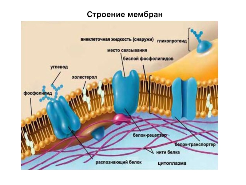 Мембраны клеток эукариот. Строение плазматической мембраны эукариотической клетки. Строение цитоплазматической мембраны клетки. Строение цитоплазматической мембраны эукариотической клетки. Структура клетки цитоплазматическая мембрана.