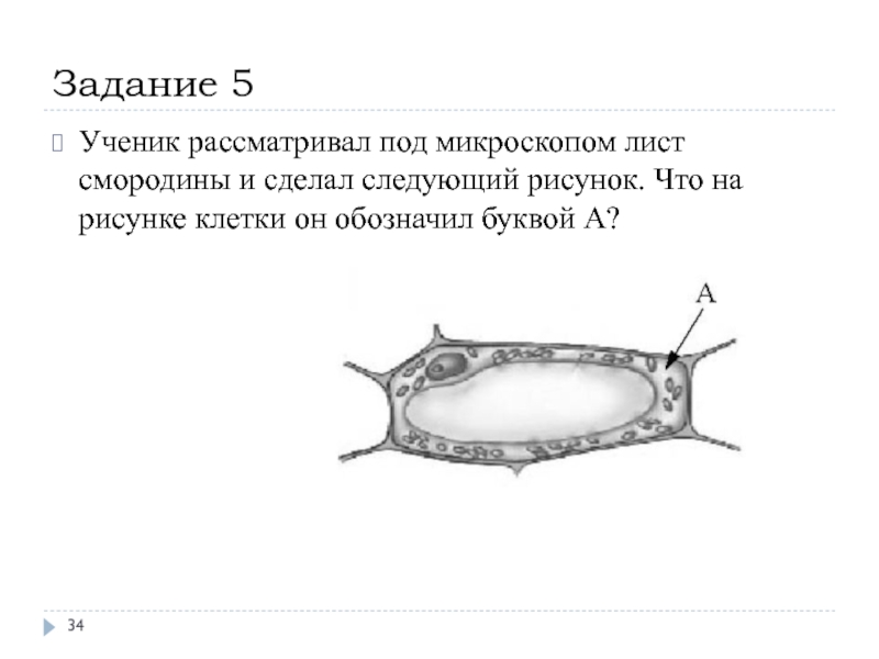 Рассмотрите изображенные на рисунке клетки. Клетка листа смородины под микроскопом. Строение клетки листа смородины. Рисунок клетки листа смородины. Схема клетки листа смородины.