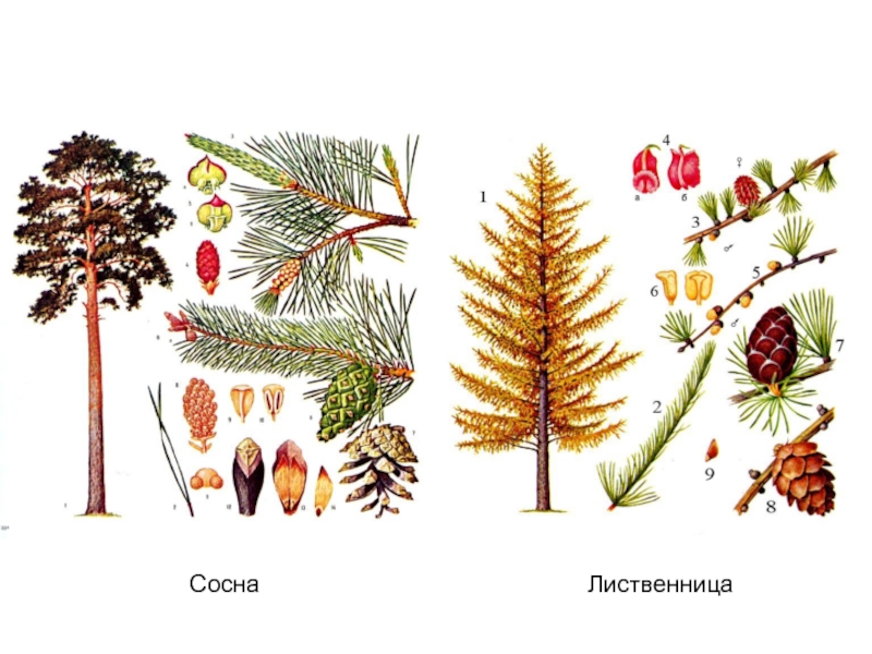 Чем отличается сосна ель и лиственница