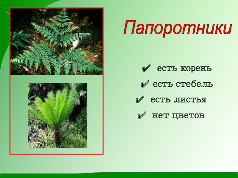 Корни есть листьев нет. У папоротников есть стебель. У папоротникообразных есть корень. У папоротников есть корни. Корень папоротника.