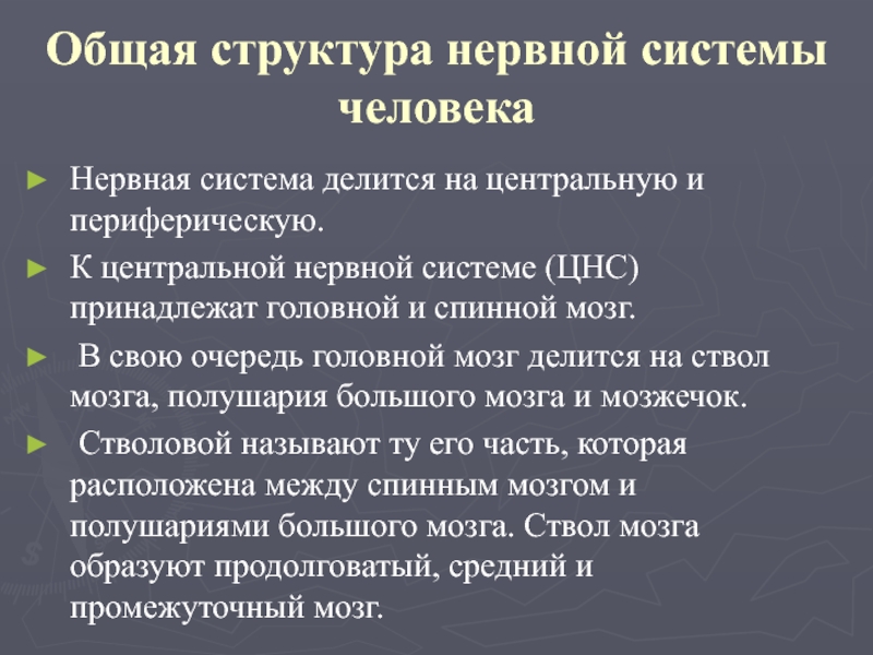 Особенности нервной системы