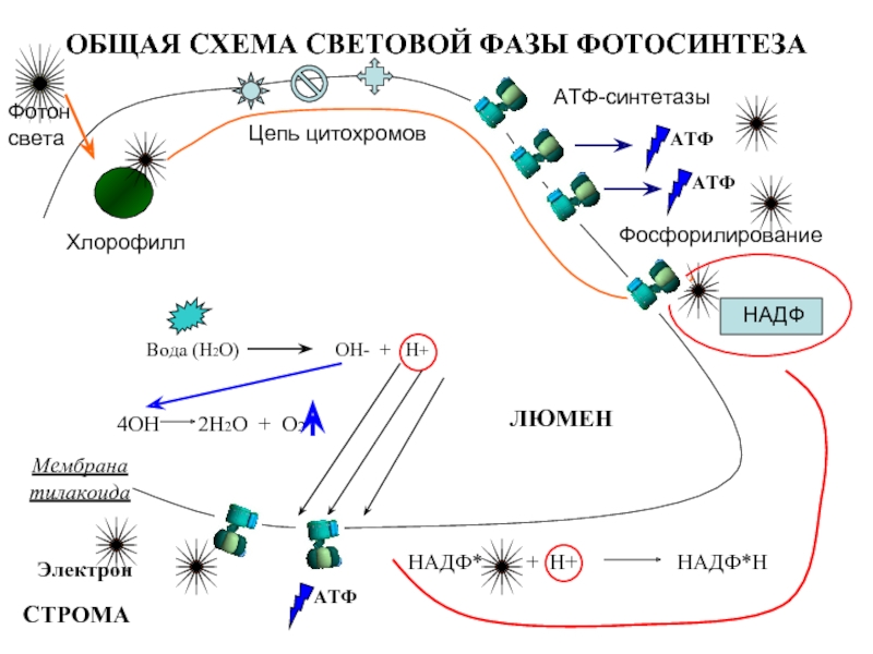 Световая фаза фотосинтеза схема