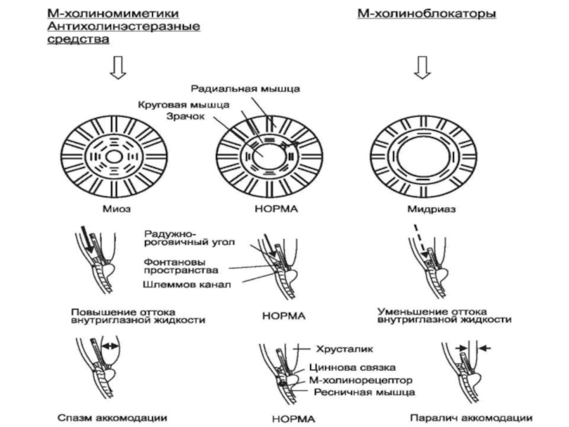 К группе холиноблокаторов относятся