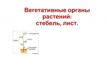 Вегетативные органы растений: стебель, лист