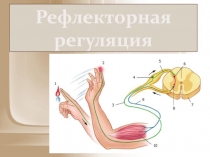 Рефлекторная регуляция